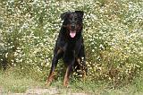 BEAUCERON 053